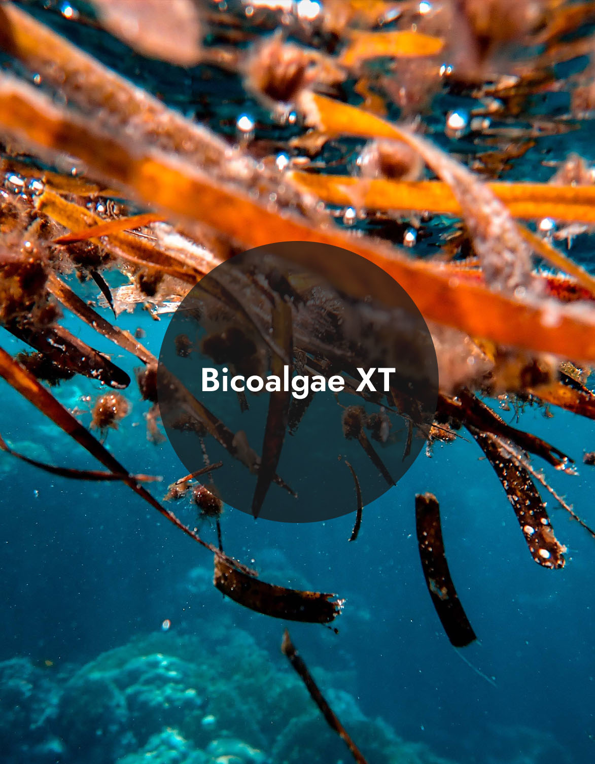 Bicoalgae XT